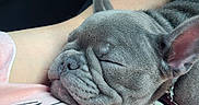 Lincoln is registered to the contest to win money with this photo: adorable, animal, arm, close_up, companion, cozy, cute, dog, ears, french_bulldog, indoor, person, pet, puppy, relaxation, resting, shirt, sleeping, snout, textile