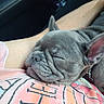adorable, animal, arm, close_up, companion, cozy, cute, dog, ears, french_bulldog, indoor, person, pet, puppy, relaxation, resting, shirt, sleeping, snout, textile