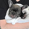 Lincoln is registered to the contest to win money with this photo: animal, arms, companion, cozy, cute, domestic_animal, ears, french_bulldog, fur, indoor, paw, person, pet, puppy, resting, sleeping, small_dog, snout, towel, wrapped