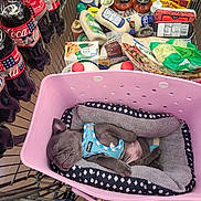 Lincoln joined the competition — help win amazing prizes! animal, basket, blanket, blue_harness, cozy, cute, dog, food, grocery, indoor, pasta, pet, pet_bed, puppy, resting, sauce, shopping, shopping_cart, sleeping, soda_bottle