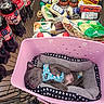 animal, basket, blanket, blue_harness, cozy, cute, dog, food, grocery, indoor, pasta, pet, pet_bed, puppy, resting, sauce, shopping, shopping_cart, sleeping, soda_bottle