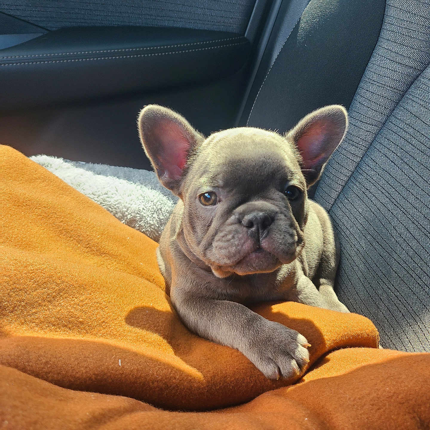 Lincoln is registered to the contest to win money with this photo: animal, blanket, car_seat, companion, cozy, cute, dog, domestic_animal, ears, french_bulldog, fur, indoor, orange_blanket, paw, pet, portrait, puppy, resting, sunlight, young