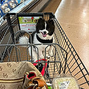 Oreo is registered to the contest to win money with this photo: dog, shopping_cart, grocery_store, bag, diced_onions, mushrooms, pet, animal, happy, black_and_white, fur, aisle, retail, food, container, smiling, leash, floor, indoor, store