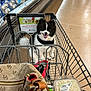 dog, shopping_cart, grocery_store, bag, diced_onions, mushrooms, pet, animal, happy, black_and_white, fur, aisle, retail, food, container, smiling, leash, floor, indoor, store