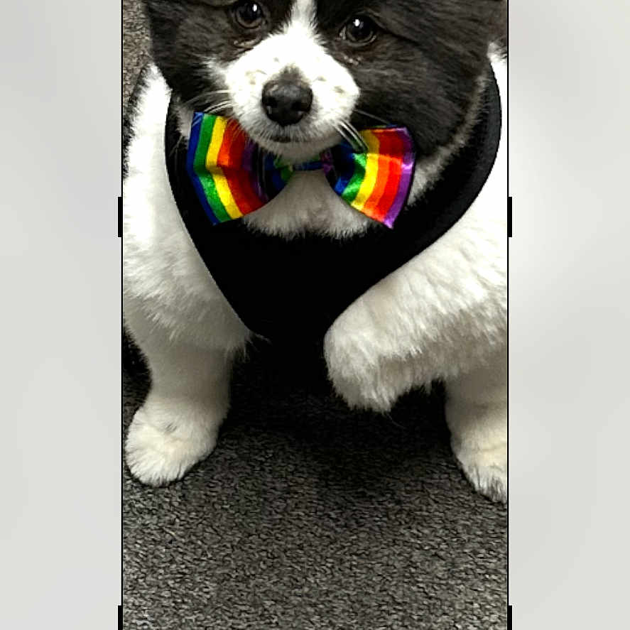 Oreo