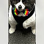 Oreo is registered to the contest to win money with this photo: dog, puppy, bow_tie, rainbow, black_and_white, carpet, pet, cute, fluffy, animal, small_dog, indoors, wearing, harness, portrait, looking_at_camera, fur, adorable, companion, pet_accessory