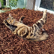 Ares a rejoint le concours — aidez-le/la à gagner de superbes lots ! animal, cat, cozy, door, feline, fur, garden, glass, mulch, nature, outdoor, pet, playful, potted_plant, relaxing, stretching, sunlight, sunny, tabby, wood_chips