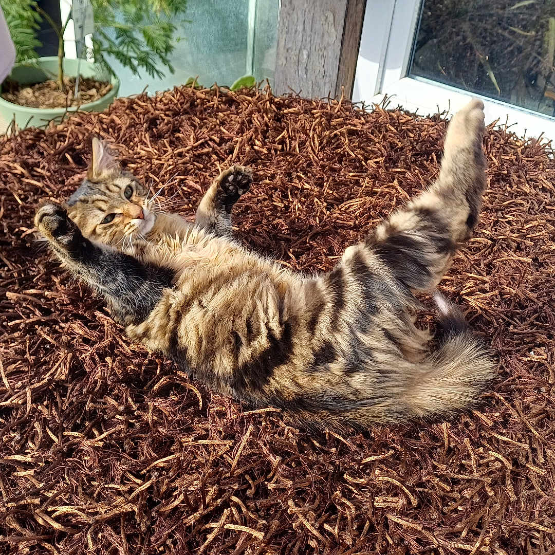 Ares a rejoint le concours — aidez-le/la à gagner de superbes lots ! animal, cat, cozy, door, feline, fur, garden, glass, mulch, nature, outdoor, pet, playful, potted_plant, relaxing, stretching, sunlight, sunny, tabby, wood_chips