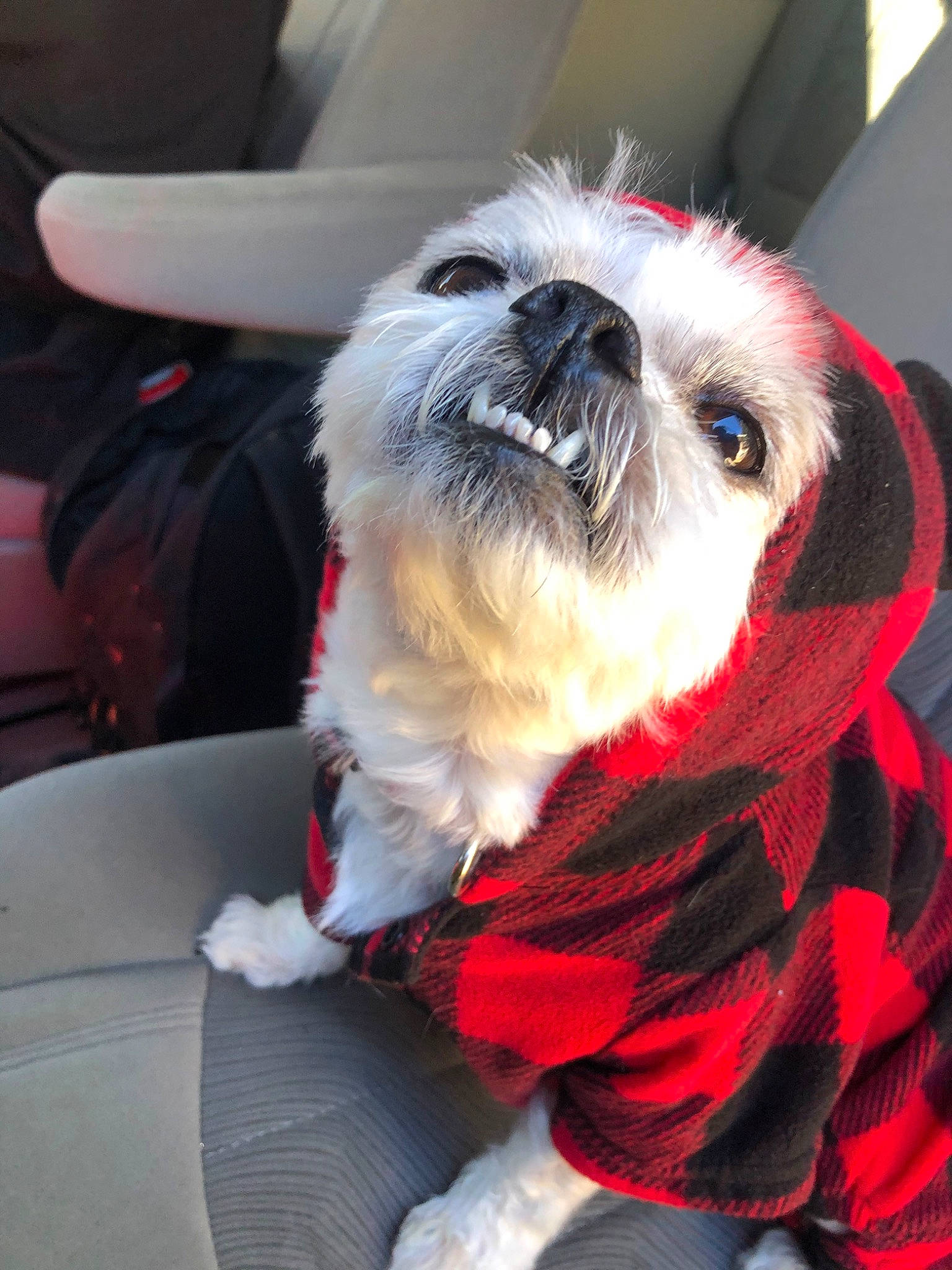Gia joined the competition — help win amazing prizes! canidae, carnivore, chinese_imperial_dog, companion_dog, dog, dog_breed, dog_clothes, ear, fur, lhasa_apso, lowchen, maltese, non_sporting_group, petit_basset_griffon_vendeen, puppy, puppy_love, shih_tzu, snout, sporting_group, toy_dog