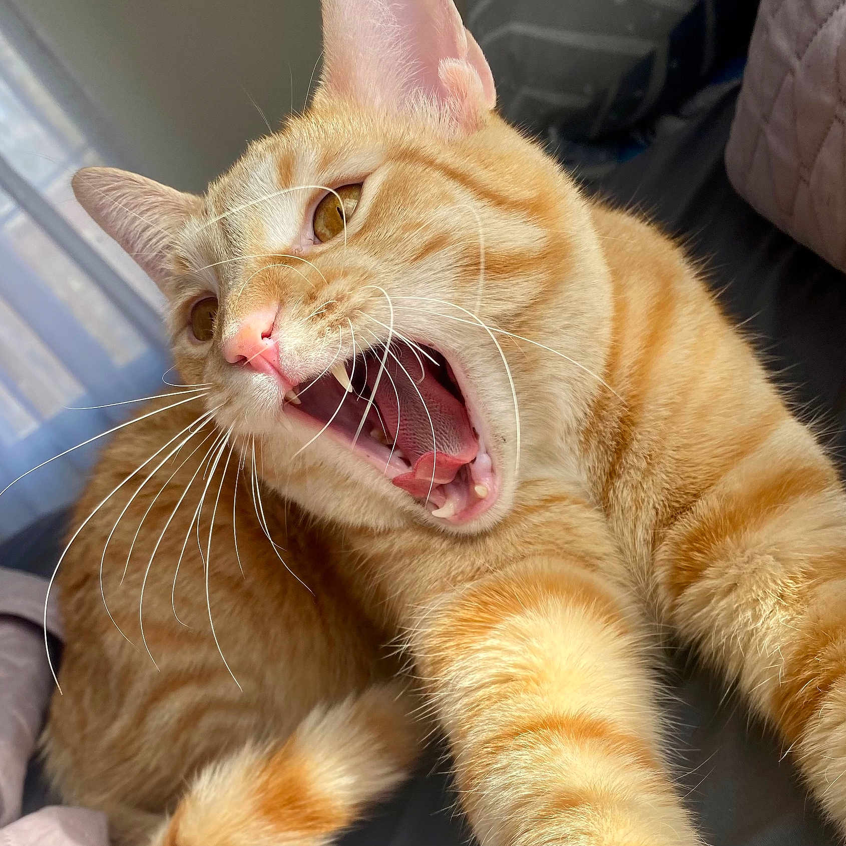 Colby Jack joined the competition — help win amazing prizes! abyssinian, animal, blanket, bodypart, cat, citrusfruit, couch, face, food, fruit, furniture, head, kitten, manx, mouth, person, pet, sleeping, teeth, tongue