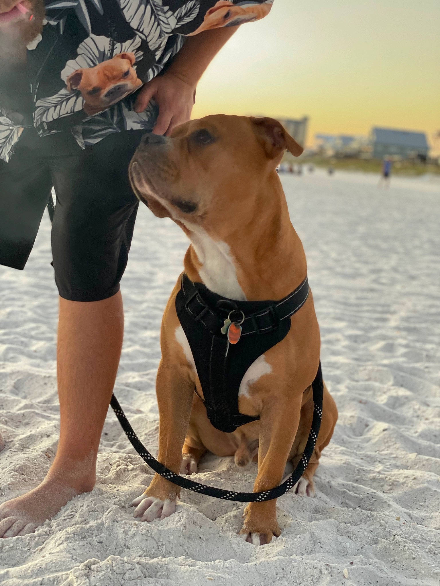 Curtis is registered to the contest to win money with this photo: carnivore, collar, companion_dog, dog, dog_breed, dog_clothes, dog_collar, dog_supply, fashion_accessory, fawn, foot, fun, hat, human_leg, leash, mammal, pet_supply, sky, thigh, working_animal