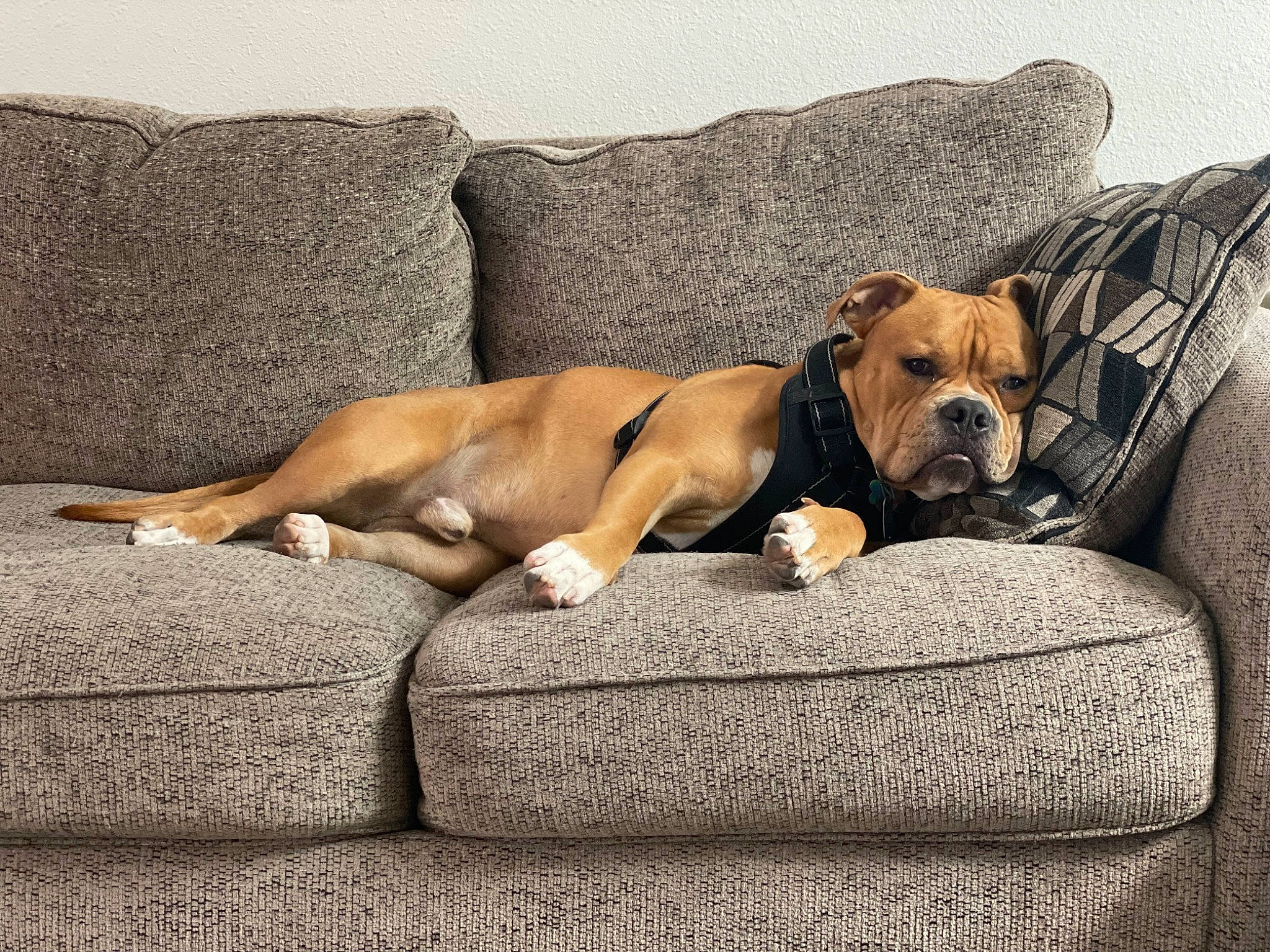 Curtis is registered to the contest to win money with this photo: art, canidae, carnivore, comfort, companion_dog, couch, dog, dog_breed, dog_supply, fawn, flooring, guard_dog, hardwood, linens, paw, pet_supply, snout, sporting_group, terrestrial_animal, working_animal