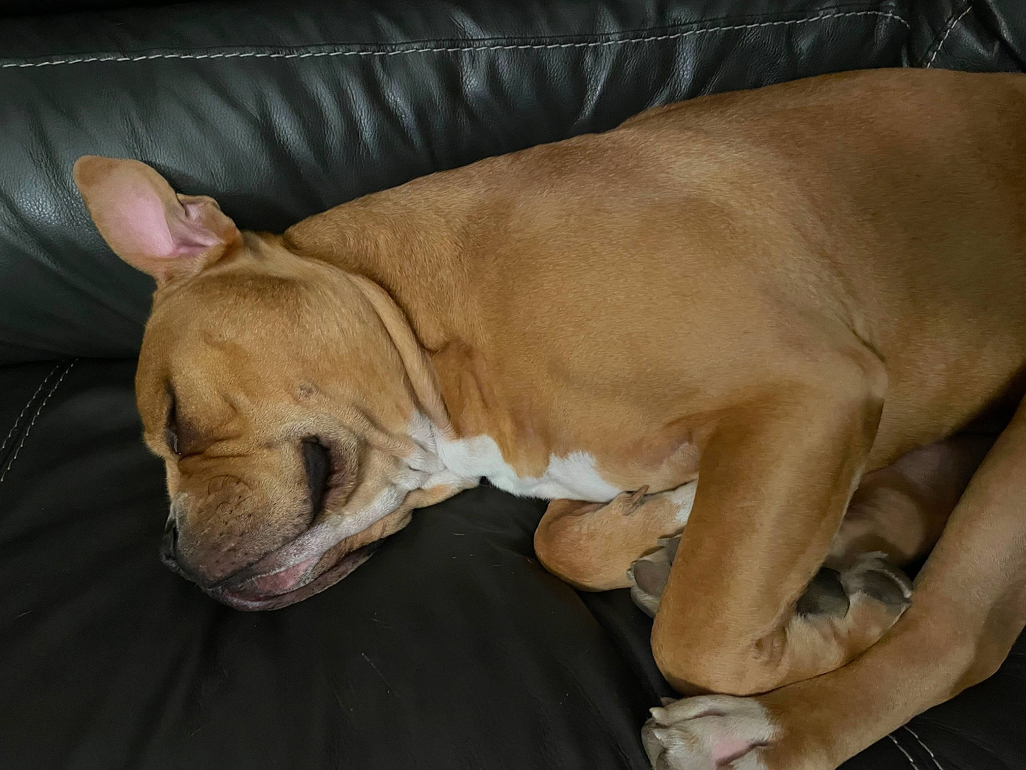 Curtis is registered to the contest to win money with this photo: canidae, collar, comfort, companion_dog, dog, dog_breed, dog_collar, dog_supply, ear, fur, liver, paw, pet_supply, snout, sporting_group, tail, toy_dog, whiskers, working_animal, wrinkle