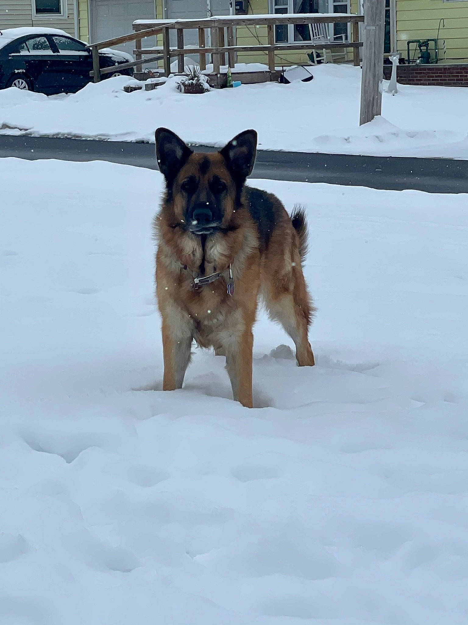 Yogi joined the competition — help win amazing prizes! canidae, carnivore, companion_dog, dog, dog_breed, dog_supply, east_european_shepherd, fawn, freezing, german_shepherd_dog, herding_dog, king_shepherd, old_german_shepherd_dog, pet_supply, snout, snow, sporting_group, window, winter, working_animal