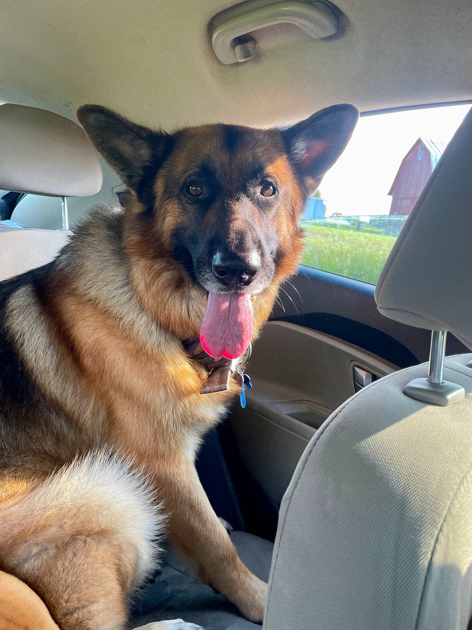 Yogi is registered to the contest to win money with this photo: car, carnivore, collar, companion_dog, dog, dog_breed, dog_collar, fawn, german_shepherd_dog, herding_dog, old_german_shepherd_dog, plant, sky, snout, sporting_group, vehicle, vehicle_door, whiskers, window, windshield