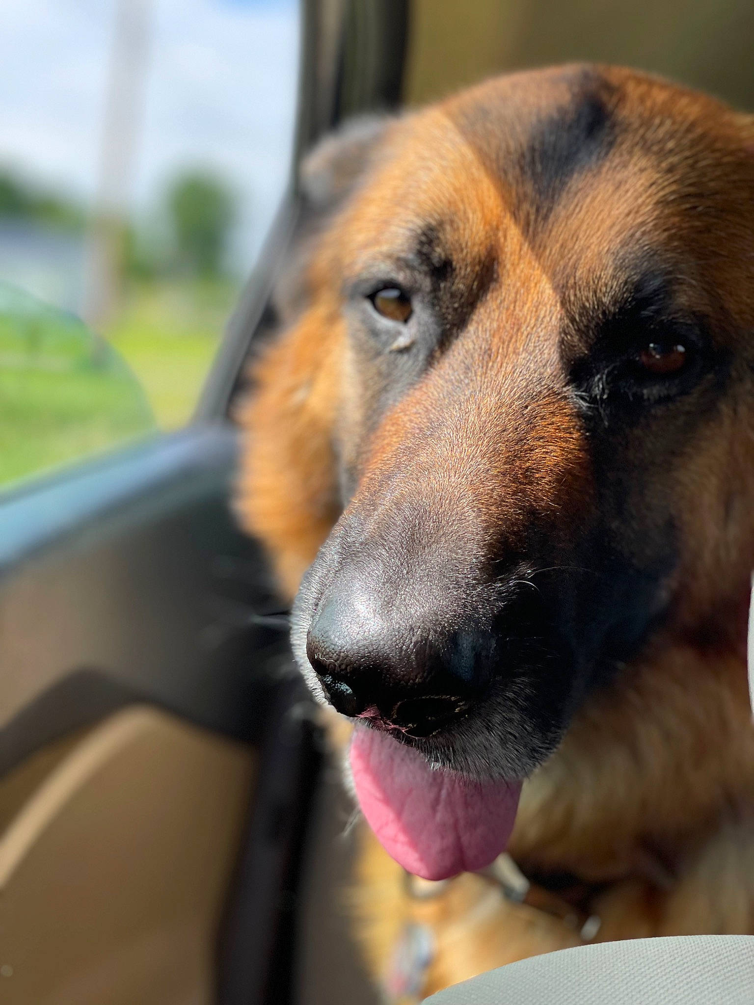 Yogi is registered to the contest to win money with this photo: automotive_mirror, automotive_window_part, carnivore, companion_dog, dog, dog_breed, fawn, fur, guard_dog, rear_view_mirror, snout, sporting_group, whiskers, windshield, working_dog