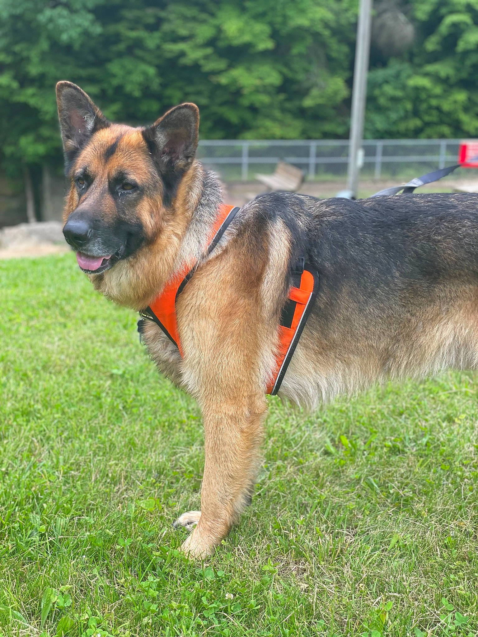 Yogi joined the competition — help win amazing prizes! canidae, carnivore, collar, companion_dog, dog, dog_breed, dog_collar, dog_supply, event, fawn, grass, herding_dog, pet_supply, plant, snout, sporting_group, terrestrial_animal, tree, working_animal, working_dog