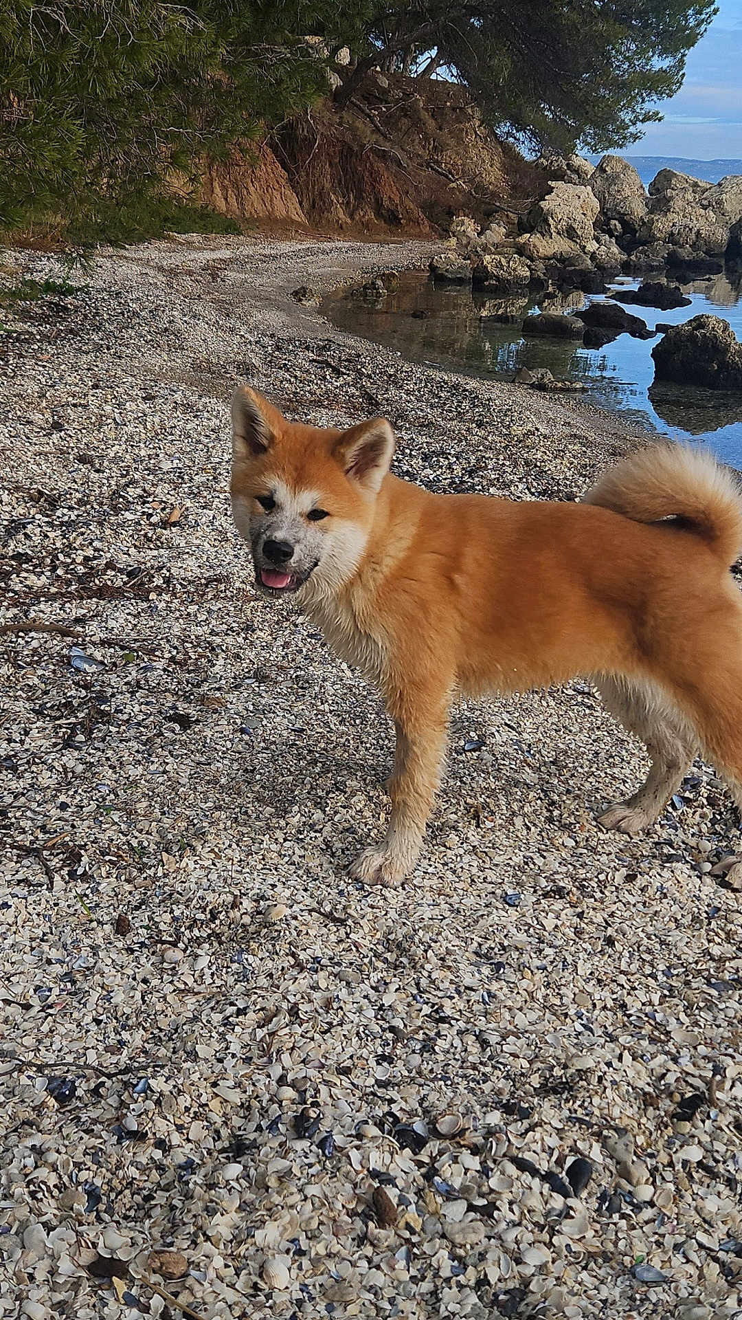 Yuna participe au concours pour gagner de l'argent avec cette photo : dog, beach, rocks, water, shells, outdoor, nature, fur, animal, canine, happy, muddy, scenic, coast, sky, tree, cliff, shore, daytime, landscape