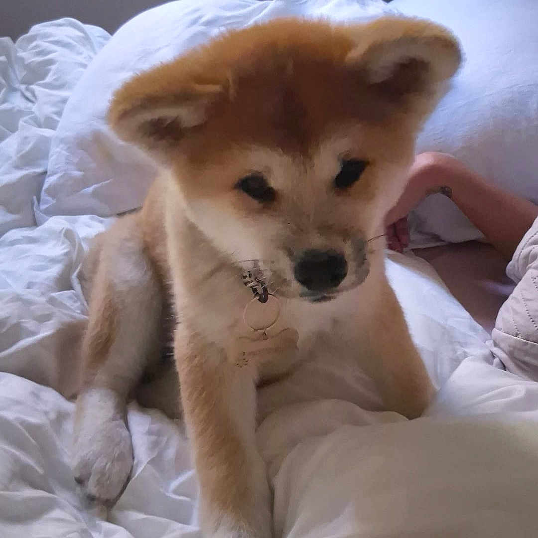 Yuna participe au concours pour gagner de l'argent avec cette photo : animal, bed, blanket, collar, companion, cozy, cute, dog, domestic, ears, fur, indoor, living_space, paw, pet, puppy, resting, sleepy, white_bedspread, young_dog