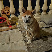 Yuna a rejoint le concours — aidez-le/la à gagner de superbes lots ! dog, pet, animal, indoor, night, rug, fairy_lights, wooden_toy, rocking_horse, tile_floor, collar, cute, brown, white, ears, sitting, furniture, cozy, home, decor