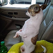 Taco joined the competition — help win amazing prizes! dog, car_interior, seat, yellow_blanket, window, green_bottle, white_vehicle, side_mirror, curious, pet, small_dog, leather_seat, vehicle, indoor, daylight, sitting, side_view, animal, companion, domestic