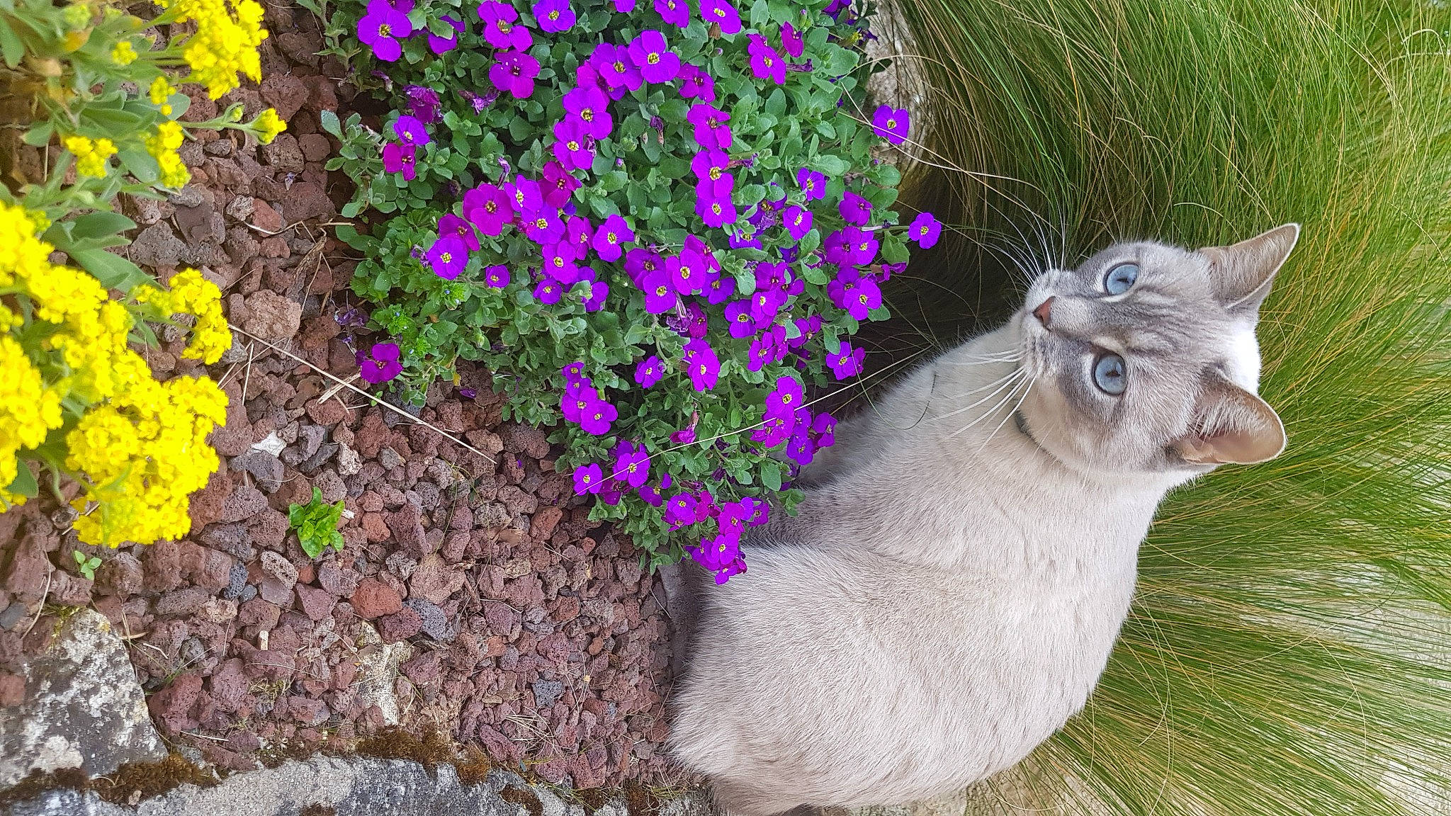Mimi a rejoint le concours — aidez-le/la à gagner de superbes lots ! annual_plant, carnivore, cat, domestic_short_haired_cat, fawn, felidae, flower, flowering_plant, grass, groundcover, herbaceous_plant, magenta, petal, plant, purple, shrub, small_to_medium_sized_cats, snout, tail, whiskers