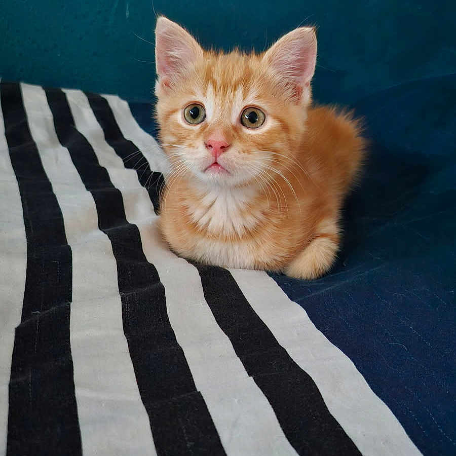 Simba a rejoint le concours — aidez-le/la à gagner de superbes lots ! animal, black_and_white, blue_background, cat, curious, cute, ears, eyes, fur, indoor, kitten, orange_tabby, paws, pet, portrait, resting, soft_light, striped_fabric, whiskers, young