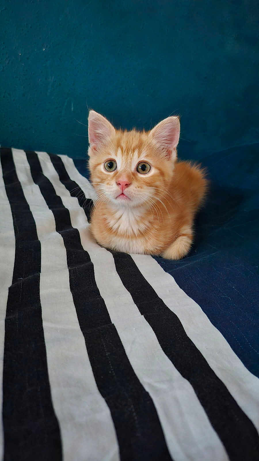 Simba