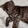 Baloo participe au concours pour gagner de l'argent avec cette photo : animal, blanket, cat, closeup, cozy, cute, ears, eyes, feline, fur, indoor, kitten, paws, pet, resting, sleepy, soft, tabby, whiskers, young