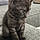 Baloo