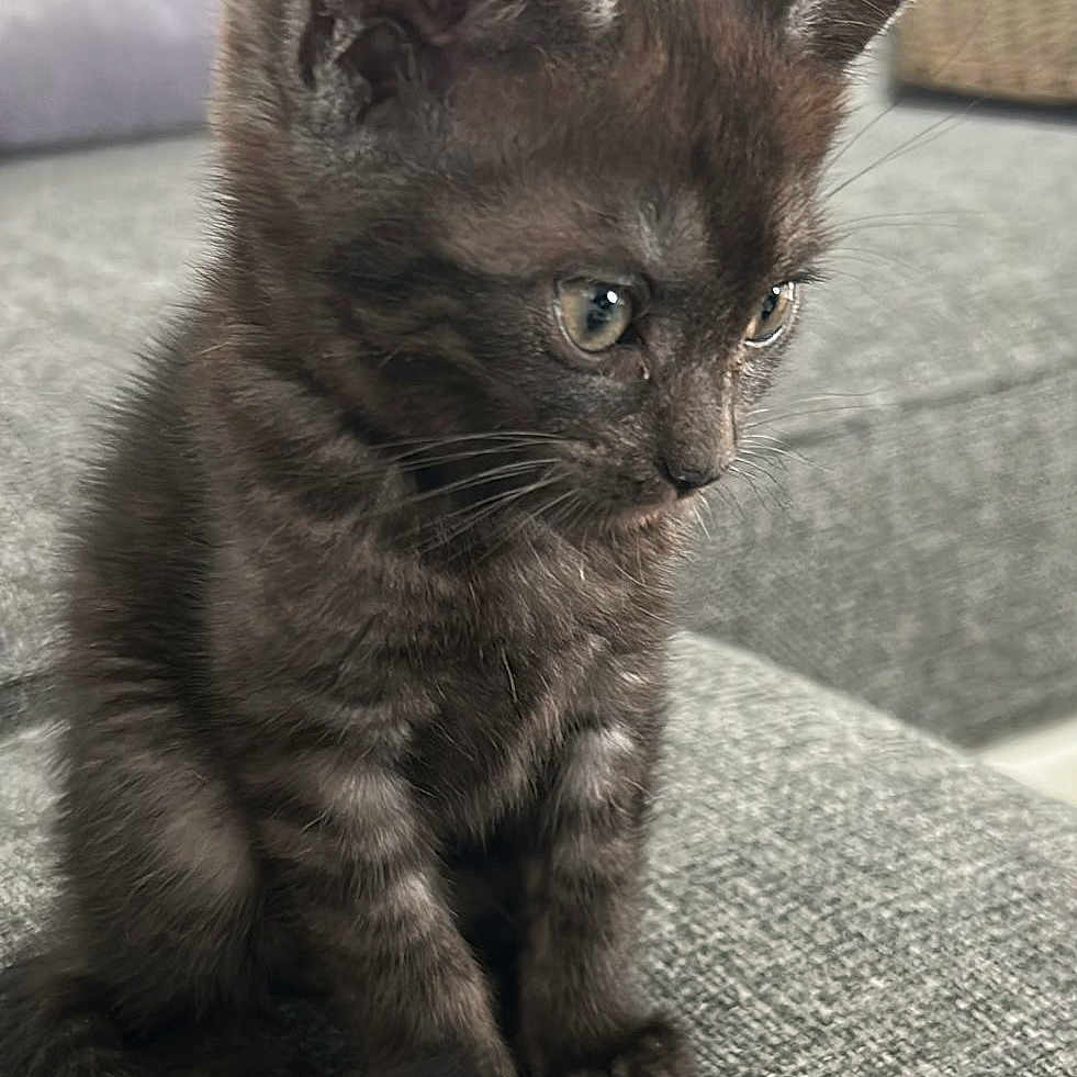 Baloo participe au concours pour gagner de l'argent avec cette photo : kitten, cat, pet, animal, feline, fur, sitting, indoor, couch, grey, curious, young, small, cute, whiskers, ears, eyes, tail, texture, home