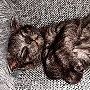Baloo participe au concours pour gagner de l'argent avec cette photo : animal, cat, closeup, couch, cozy, cute, domestic, furniture, furry, indoor, kitten, pet, pillow, relaxation, resting, sleeping, soft, tabby, texture, whiskers