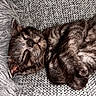 animal, cat, closeup, couch, cozy, cute, domestic, furniture, furry, indoor, kitten, pet, pillow, relaxation, resting, sleeping, soft, tabby, texture, whiskers