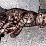Baloo participe au concours pour gagner de l'argent avec cette photo : animal, blanket, cat, comfort, couch, cozy, cute, feline, fur, home, indoor, nap, paw, pet, relaxed, resting, sleeping, tabby, texture, whiskers