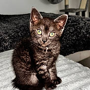 Baloo participe au concours pour gagner de l'argent avec cette photo : kitten, cat, black_cat, pet, animal, feline, yellow_eyes, indoor, blanket, fur, whiskers, sitting, cute, young, home, cat_tree, cozy, texture, domestic_cat, alert
