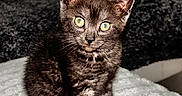 Baloo participe au concours pour gagner de l'argent avec cette photo : alert, animal, black_cat, blanket, cat, cat_tree, cozy, cute, domestic_cat, feline, fur, home, indoor, kitten, pet, sitting, texture, whiskers, yellow_eyes, young