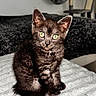 kitten, cat, black_cat, pet, animal, feline, yellow_eyes, indoor, blanket, fur, whiskers, sitting, cute, young, home, cat_tree, cozy, texture, domestic_cat, alert