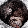 Baloo a rejoint le concours — aidez-le/la à gagner de superbes lots ! cat, tabby, sleeping, curled_up, feline, pet, animal, cozy, resting, fur, whiskers, ears, blanket, soft_texture, cute, domestic_cat, nap, indoor, mammal, relaxation