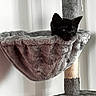 Baloo participe au concours pour gagner de l'argent avec cette photo : cat, kitten, cat_tree, pet, furry, black_cat, indoor, cozy, hammock, curious, fur, animal, cute, home, resting, soft, small, playful, young, paws