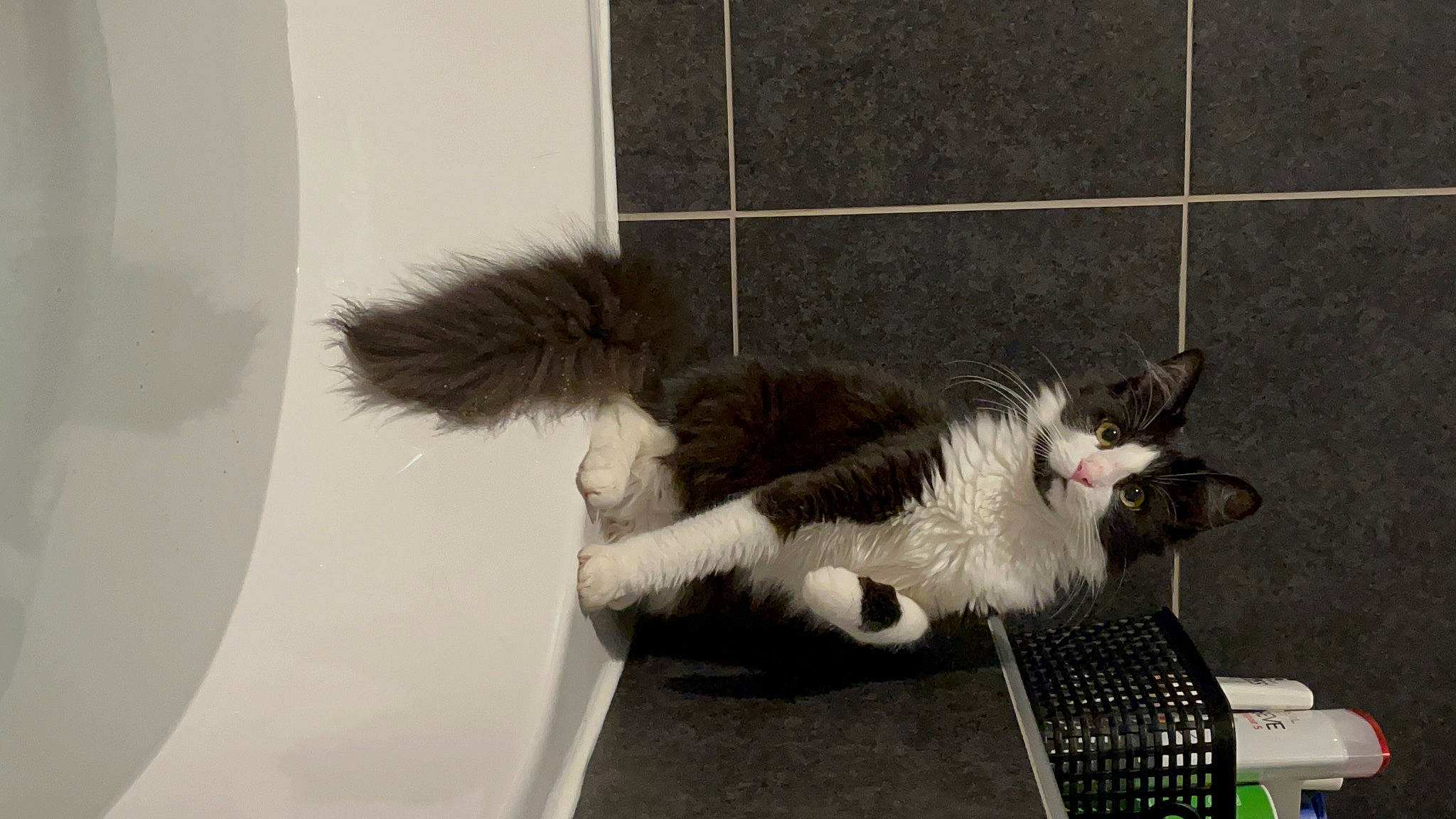 Plume a rejoint le concours — aidez-le/la à gagner de superbes lots ! canidae, carnivore, cat, claw, comfort, domestic_short_haired_cat, felidae, fur, paw, road_surface, small_to_medium_sized_cats, snout, tail, terrestrial_animal, whiskers, window