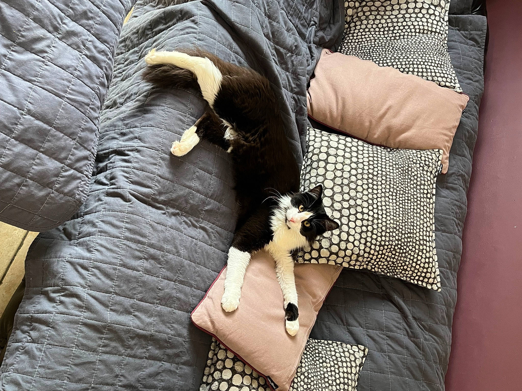 Plume participe au concours pour gagner de l'argent avec cette photo : arm, beauty, carnivore, comfort, companion_dog, fashion, fawn, felidae, finger, fur, hand, human_leg, knee, nail, pattern, small_to_medium_sized_cats, textile, thigh, whiskers, wrist