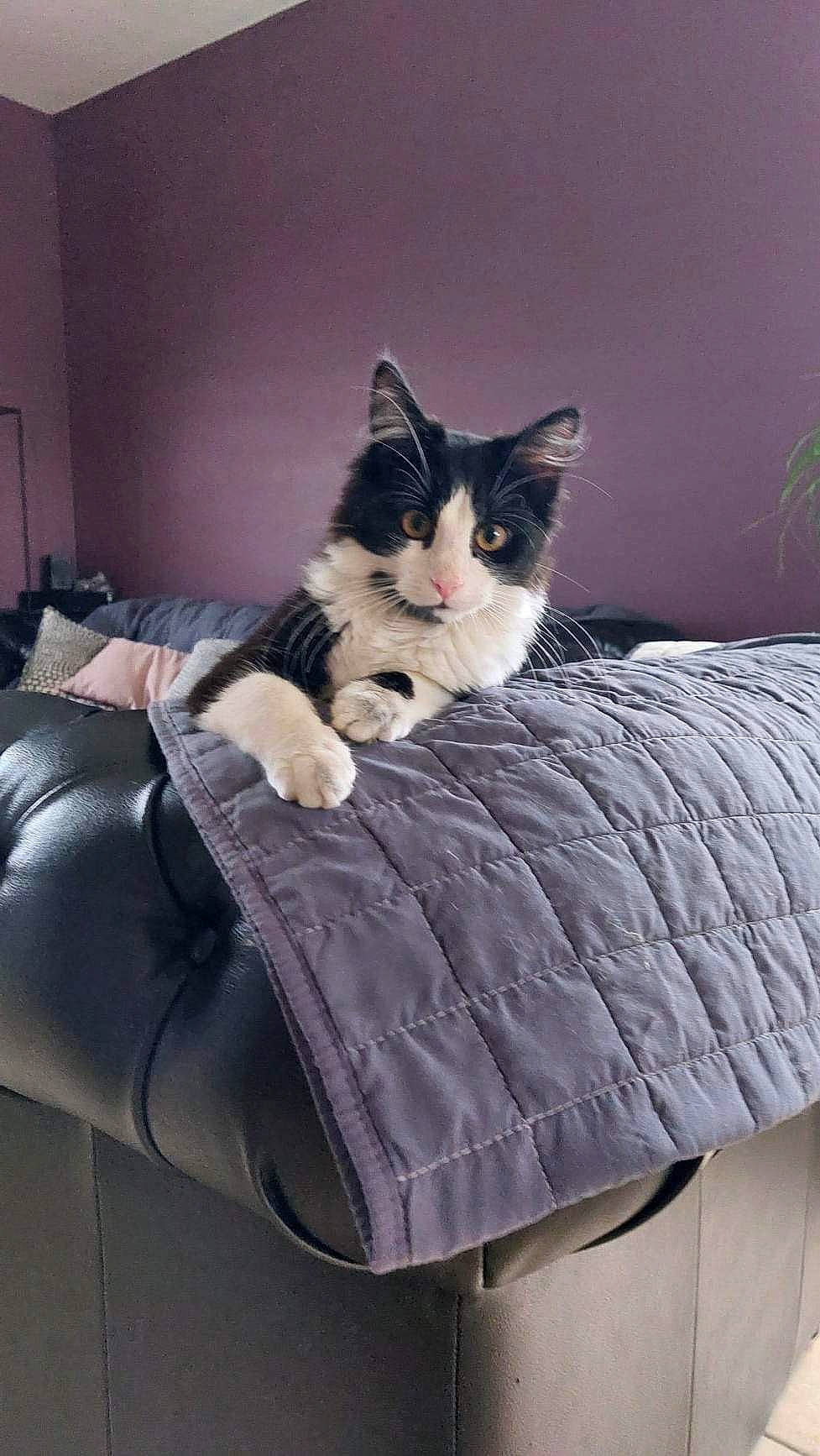 Plume a rejoint le concours — aidez-le/la à gagner de superbes lots ! carnivore, cat, comfort, couch, domestic_short_haired_cat, felidae, fur, grey, hardwood, linens, outdoor_furniture, room, sitting, small_to_medium_sized_cats, studio_couch, tail, textile, throw_pillow, whiskers, wood