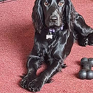 Bella joined the competition — help win amazing prizes! animal, black_dog, bone_shaped_toy, canine, carpet, collar, dog, domestic, ears, eyes, floor, fur, household, indoor, lying_down, nose, paw, pet, relaxed, toy