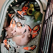 Cecilia joined the competition — help win amazing prizes! animal, basket, blanket, cat, colorful, comfort, cozy, cute, domestic, feline, indoor, kitten, pet, playful, plush, resting, sleeping, soft, toy, young