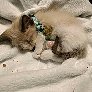 Cecilia joined the competition — help win amazing prizes! kitten, sleeping, cat, collar, tag, fluffy, blanket, pet, cute, fur, paw, tail, resting, cozy, domestic_animal, animal, young, small, indoor, peaceful