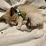kitten, sleeping, cat, collar, tag, fluffy, blanket, pet, cute, fur, paw, tail, resting, cozy, domestic_animal, animal, young, small, indoor, peaceful