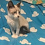 Cecilia joined the competition — help win amazing prizes! kitten, cat, blue_eyes, fur, ears, tail, blanket, pattern, clouds, pet, animal, indoor, cute, young, feline, sitting, curious, soft, whiskers, domestic