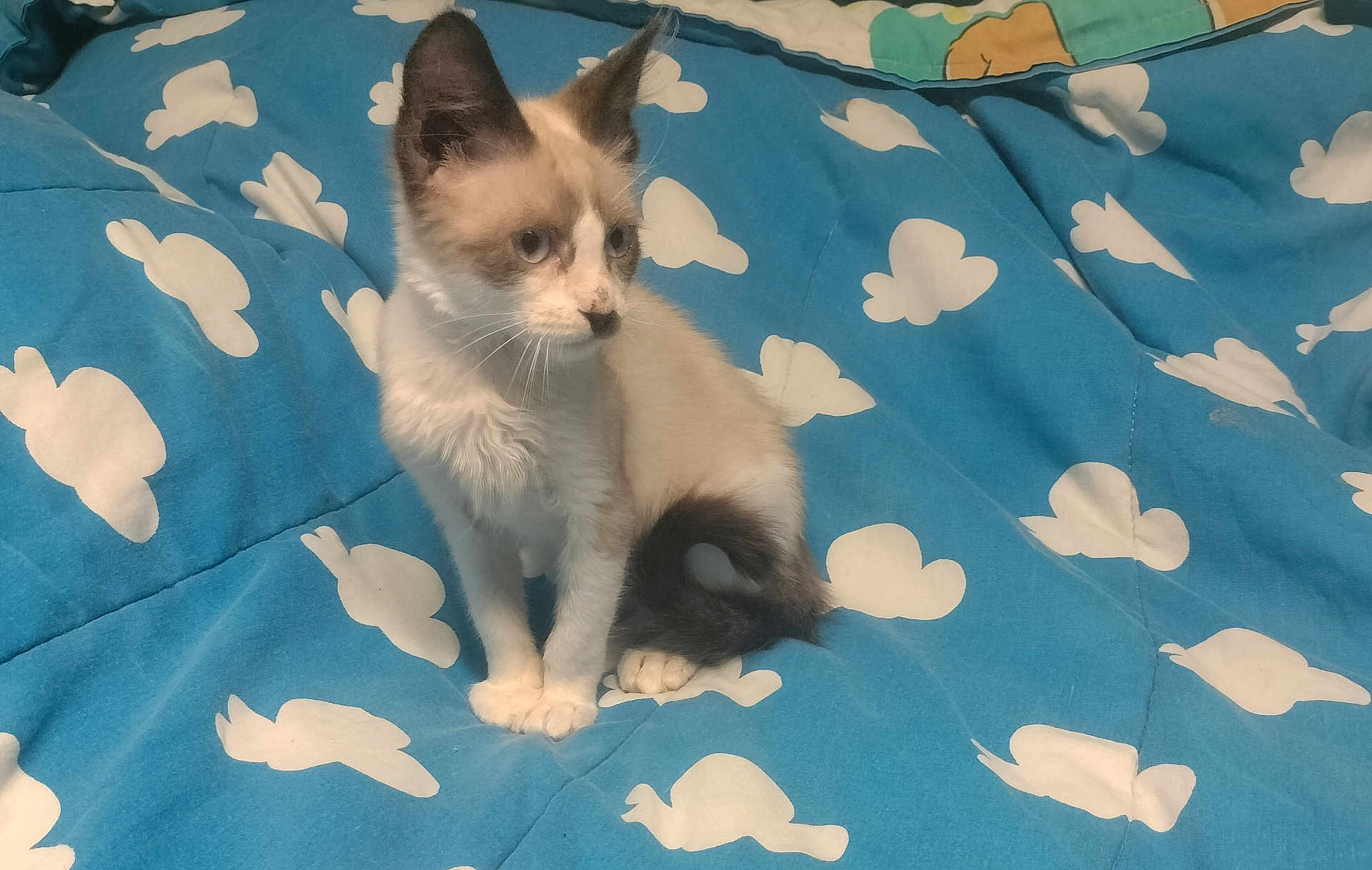 Cecilia joined the competition — help win amazing prizes! kitten, cat, blue_eyes, fur, ears, tail, blanket, pattern, clouds, pet, animal, indoor, cute, young, feline, sitting, curious, soft, whiskers, domestic