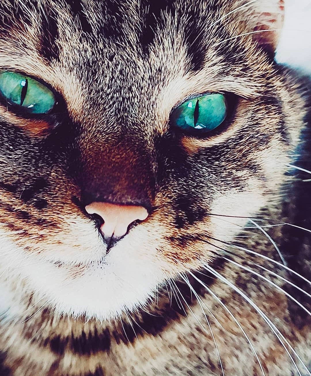 Laika a rejoint le concours — aidez-le/la à gagner de superbes lots ! art, carnivore, cat, close_up, domestic_short_haired_cat, felidae, fur, grass, illustration, iris, mammal, paw, photo_caption, small_to_medium_sized_cats, snout, terrestrial_animal, whiskers, wildlife