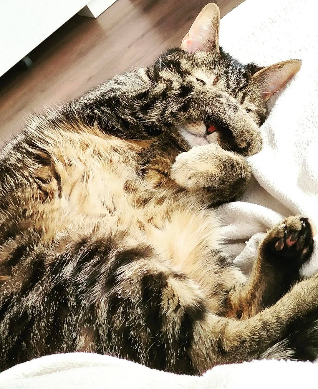 Laika a rejoint le concours — aidez-le/la à gagner de superbes lots ! carnivore, cat, claw, comfort, domestic_short_haired_cat, eye, felidae, fur, mammal, metal, monochrome, nap, paw, sleep, small_to_medium_sized_cats, tail, terrestrial_animal, vertebrate, whiskers, wildlife